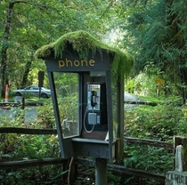Forgotten relic - a moss covered phone booth in the Hoh Rainforest National Park in Washington state