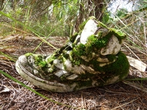 Forgotten Shoe Crystal River Preserve State Park Florida 