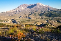 Forty years after the mountain exploded flowers bloom in the blasted landscape around Mount St Helens Mount St Helens National Volcanic Monument WA USA 