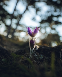 Found a lonely crocus on a hike 