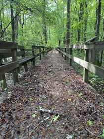 Found an abandoned nature walk bridge in a WMA - east GA