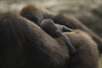 Four-day old newborn Western lowland gorilla holds onto her mother 