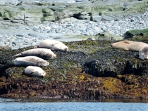 Four Harbor Seals in a row 