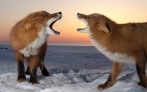 Foxes of Kamchatka 