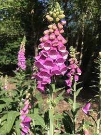 Foxglove  the perennial favourite - or maybe the annual favourite or even the biennial favourite 