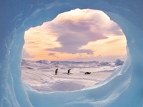 Freeze Frame Emperor Penguins Antarctica photo by Keith Szafranski 