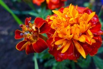 French Marigold Tagetes Patula just watered OC 