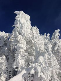 Fresh Snow in the Laurentians Quebec 