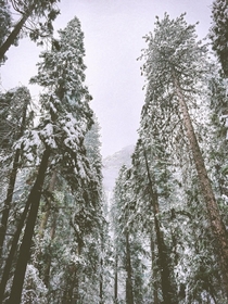 Fresh snow in Yosemite Valley  OC