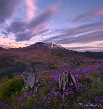 Fresh wildflowers bloom around tree trunks demolished by the eruption of Mt Saint Helens  years ago Photo by Brian Adelberg 