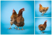 Friend asked me to take some pictures of their chickens