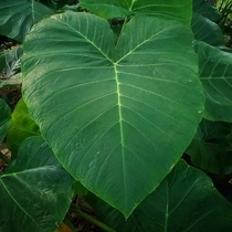 Friendly Taro Leaf