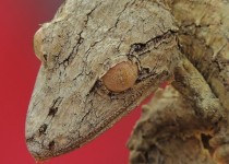 Frilled leaf-tail gecko Uroplatus fimbriatus x-post from rpics 