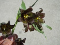 Fritillaria biflora Chocolate Lily 