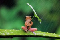 Frog in the rain x-post from rpics 