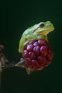 Frog sitting on a berry 