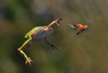 Frog vs ladybird x