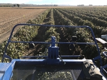 From the drivers seat on the first day of grape harvest Yakima Valley Washington state