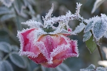 Frosted rose  