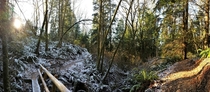 Frosty forest on Cougar Mountain WA 