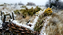 Frozen Cholla cactus Guadalupe Mountains National Park 