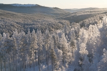 Frozen forest Alvdalen Sweden 