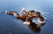 Frozen Frog on lakes of Oslo Norway 