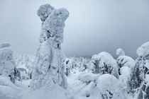 Frozen snow aliens or something else Somewhere high up in a dense forest near Ruka on the Russian-Finnish border Finnish Lapland  OC IG arvindj