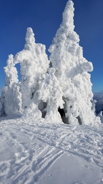 Frozen Winds on the summit of Mt Spokane WA 