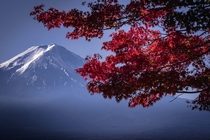 Fuji through the trees at Kawaguchiko Japan  OC
