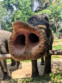 Funny shot of an elephant my girlfriend took in Thailand