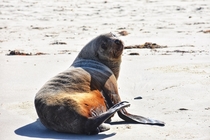 Fur seal Swansea Tasmania