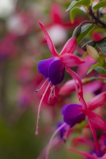 Fuschia Triphylla - growing nicely in our garden enjoying the warmth and the rain  x OC