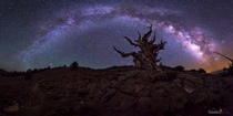 Galactic Keeper  Ancient bristlecone pine forest