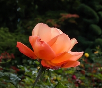 Garden rose Ithink 