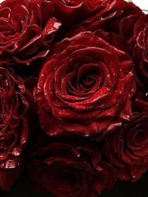 Garden roses- Rosa 