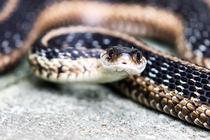 Garter Snake Serpentes Washington CT 