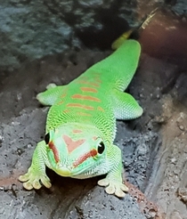 Gecko says Hi