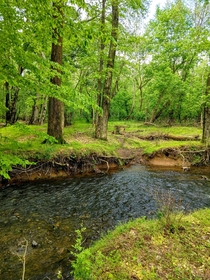 Gentle creek surrounded by green in Delaware 