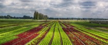 German Lettuce Fields  photo by Igor Dubrovsky