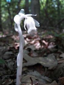 Ghost Flower Monotropa uniflora  x