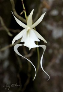 Ghost orchid x