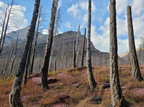 Ghostly trees in Glacier National Park MT 
