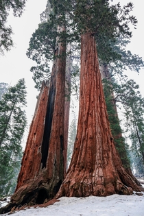 Giant Sequoia Kings Canyon National Park The tree on the left was struck my lightning and survived 