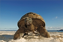 Giant Tortoise from Seychelles Islands Africa Cousine Island 