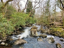 Gidleigh woods Dartmoor England oc 