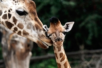 Giraffe mother Jujis looks after her giraffe baby Thabo in their enclosure at the zoo of Hanover Germany on August   The Rothschild giraffe is among the most endangered giraffe subspecies with only a few hundred members in the wild Holger HollemannAFPGett