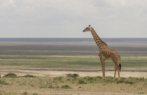 Giraffe on the Serengeti