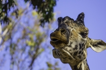 Giraffe with an attitude Giraffa camelopardalis 