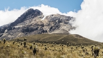 Glaciated volcano flanked by frailejones at Nevado Tolima Colombia 